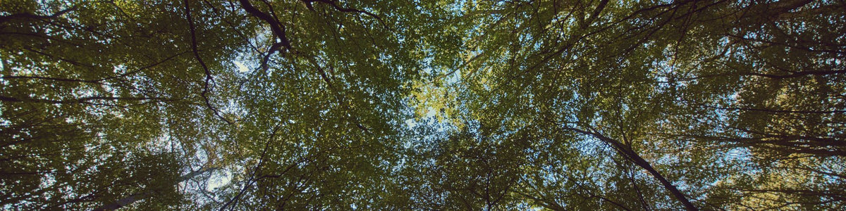 Looking up through dense green and yellow autumn leaves with sunlight filtering through the canopy to a patch of blue sky.